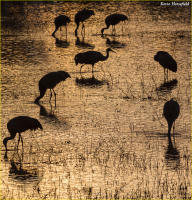 © Kevin Horsefield