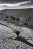 © Kevin Horsefield