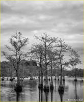 © Kevin Horsefield
