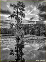 © Kevin Horsefield