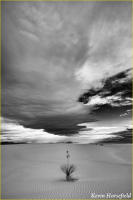 © Kevin Horsefield